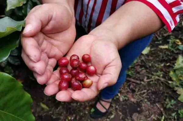 Recomiendan en Panamá utilizar variedades resistentes de café