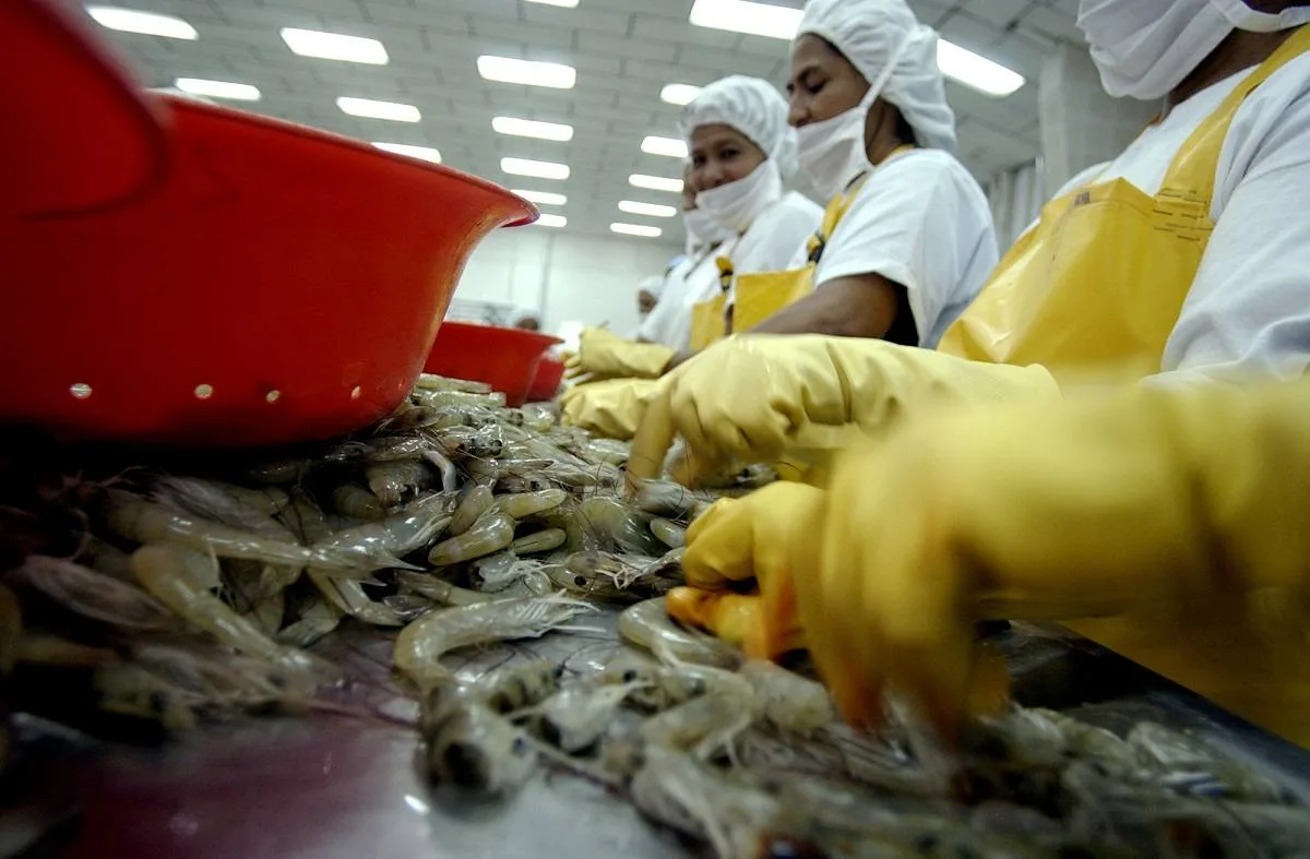 China suspendió un establecimiento exportador ecuatoriano de camarón por detectar el virus de la Mancha Blanca