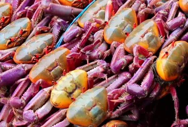 Ecuador: Primera veda de cangrejo rojo regirá desde el 1 de febrero hasta el 2 de marzo