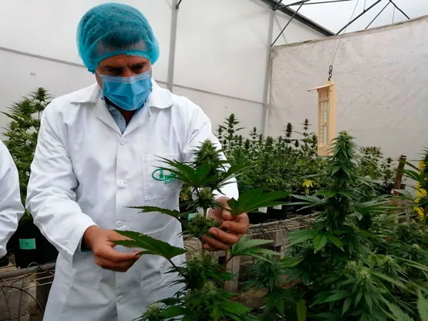 Ecuador: Postulantes de cuatro provincias empezaron trámites para obtener licencias de cannabis