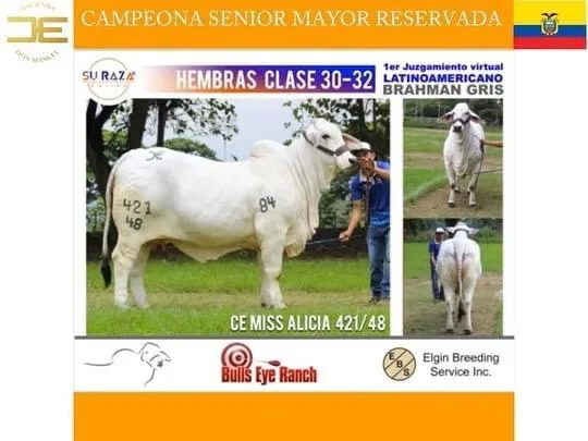 Ecuador gana premio internacional en raza brahmán