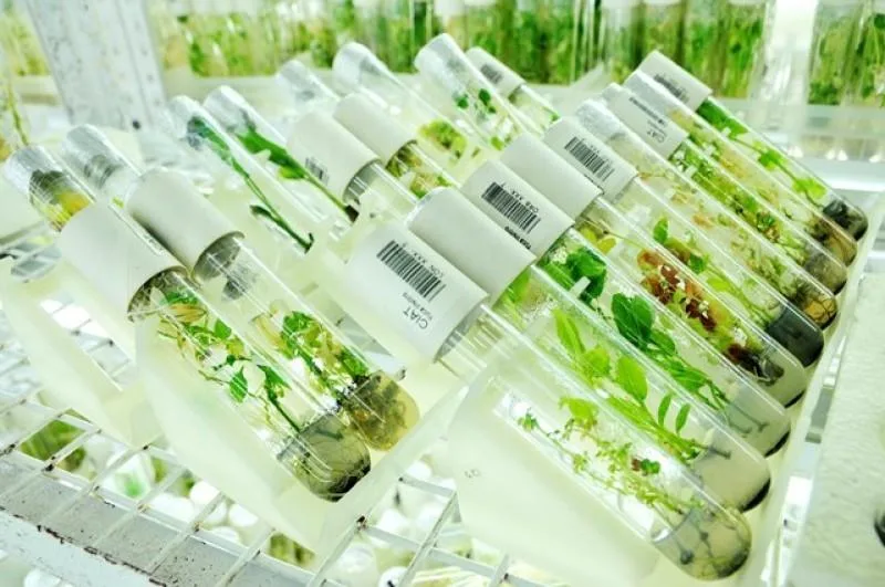 China construye mayor banco de germoplasma del mundo para impulsar la seguridad alimentaria