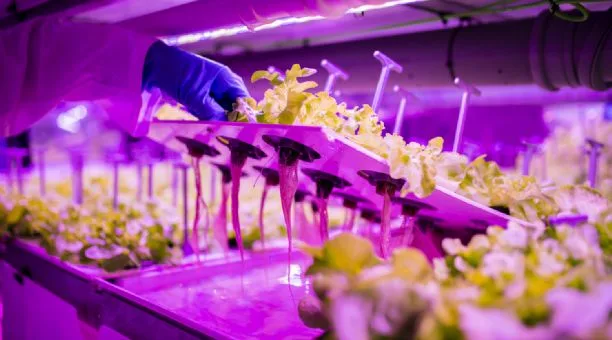 Agromediterránea lanzará al mercado lechugas vivas y sin tratamientos fitosanitarios