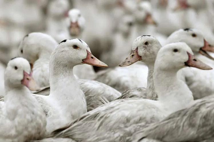 Francia sacrifica cientos de miles de patos por gripe aviar