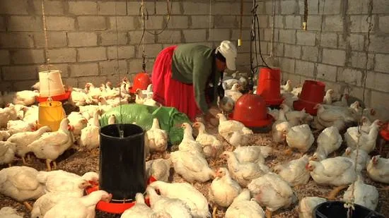 Ecuador: Utilidad de sector microfinanzas bajó de $ 37,2 millones a $ 3 millones, producto de la pandemia