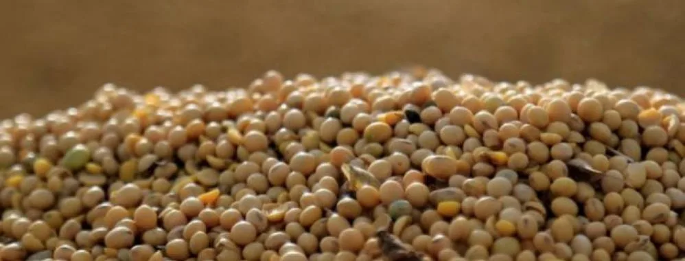 Paraguay registra exportación récord de soja en 2020 con 6,48M de toneladas