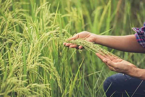 Consejo Nacional de Arroz reiteró el llamado de Minagricultura para sembrar con prudencia en 2021