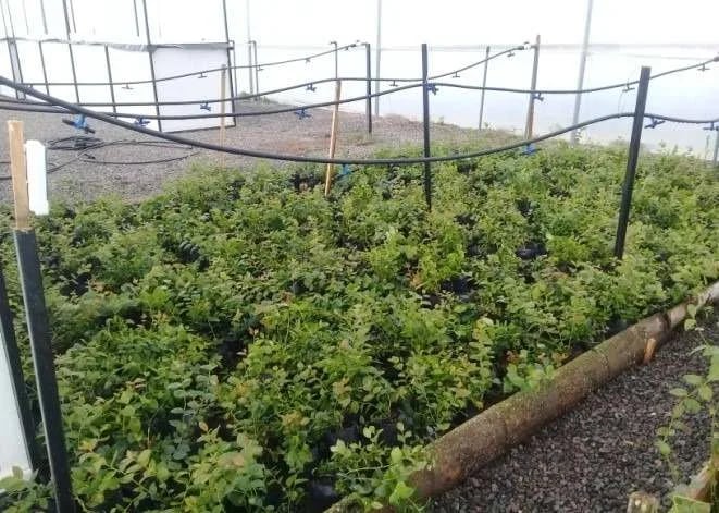 Ecuador: Impulsan producción de arándanos en Tungurahua