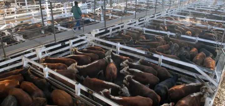 Argentina: Prevén una baja en los precios de la carne