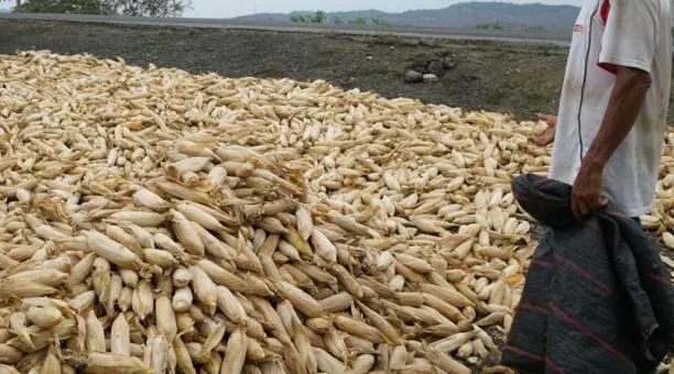 El Ministerio de Agricultura fijó en USD 14,60 el precio del quintal de maíz para el 2021