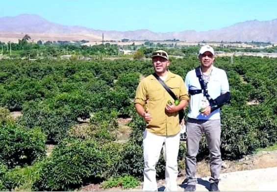 Los aguacates orgánicos peruanos se retrasan una semana, pero se esperan mayores volúmenes en general