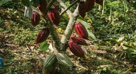 Colombia participará con nueve muestras de cacao en la edición 2021 de los ‘International Cocoa Awards’