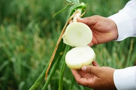 Los productores peruanos de cebolla culminan una temporada con sólida demanda y precios