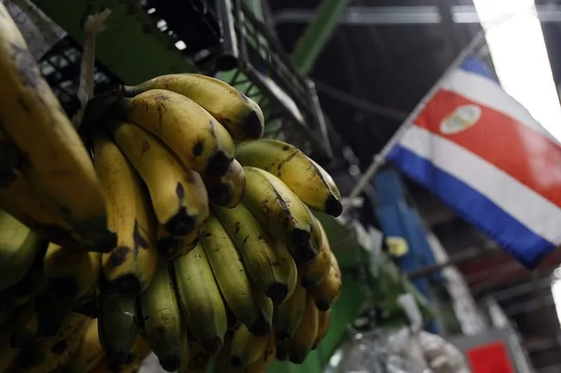 Costa Rica aumentó las exportaciones de banano en un 7 % pese a la pandemia