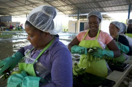 El nuevo salario base garantiza que los trabajadores de la banana de Fairtrade se acerquen al salario digno
