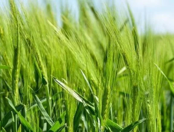 Fuerte llamado de acosemillas a agricultores por la seguridad alimentaria del país