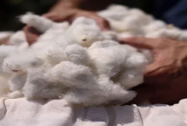 Algodón nativo orgánico de la Sierra Nevada de Santa Marta será insumo para empresa de ropa en Colombia