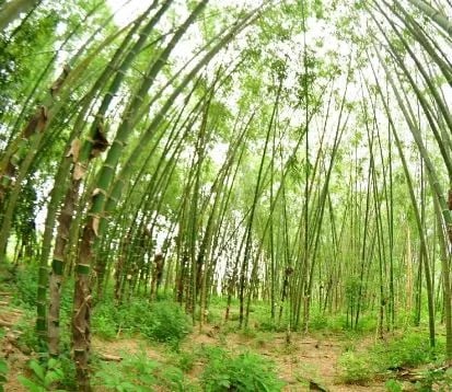 El bambú un NUEVO rubro de INVERSIÓN en Ecuador