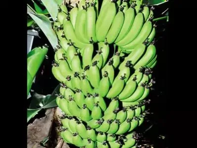 Maharashtra, India Siete años de investigación dan como resultado una nueva variedad de banana