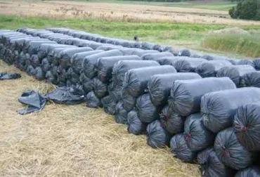 Ganadero, aproveche la época de lluvia para almacenar alimento