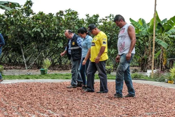 Buscan incrementar producción cacaotera
