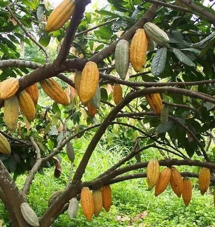 BAJARÁN tasas de INTERÉS para riego y agricultura