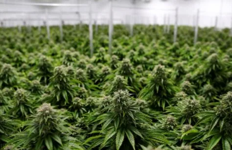 ECUADOR: Cannabis no psicoactivo en agenda técnica