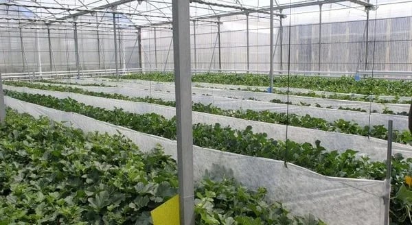 Estudio sobre la climatización en cultivo bajo plástico