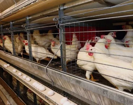 Cocción de soya, nueva alternativa para fortalecer producción de pollos de engorde