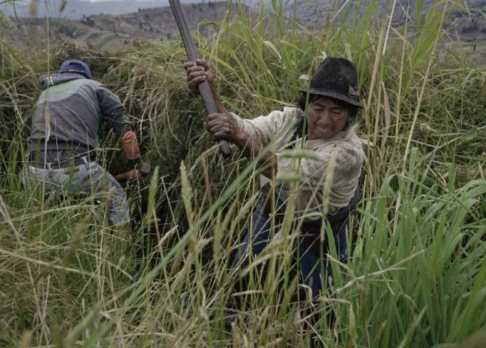 Mujer tiene un gran peso en la producción del 70 % de los alimentos derivados de la producción agrícola que llegan a las ciudades del Ecuador