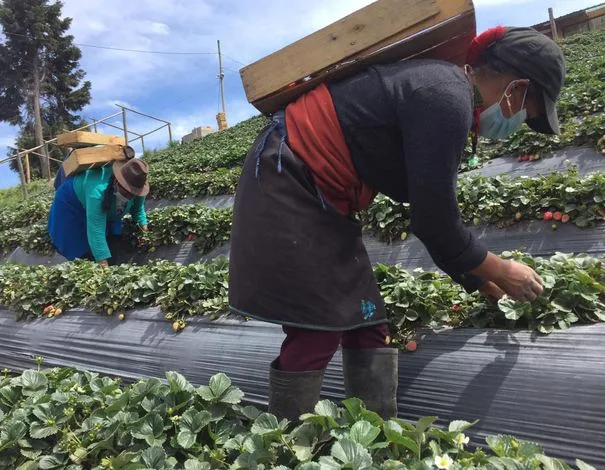 Las MUJERES que trabajan en el AGRO tendrán más APOYO en Ecuador