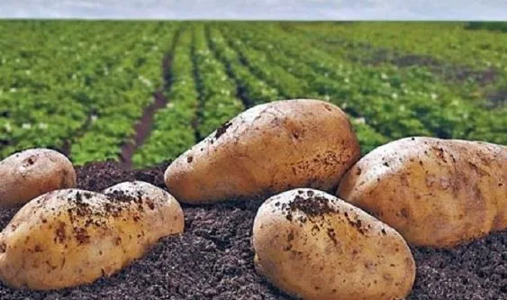 La pandemia no DETIENE el AGRO en la SIERRA de Ecuador