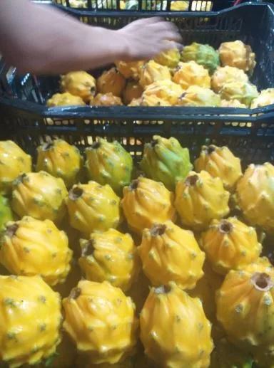 COSECHA de pitahaya amarilla se EXPORTA desde Zamora Chinchipe a Estados Unidos