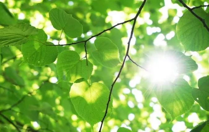 Artículo: Descubren cómo las plantas activan su defensa ante calor y sequía