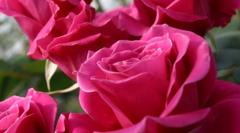 Comercio electrónico, clave para la exportación de flores colombianas en San Valentín