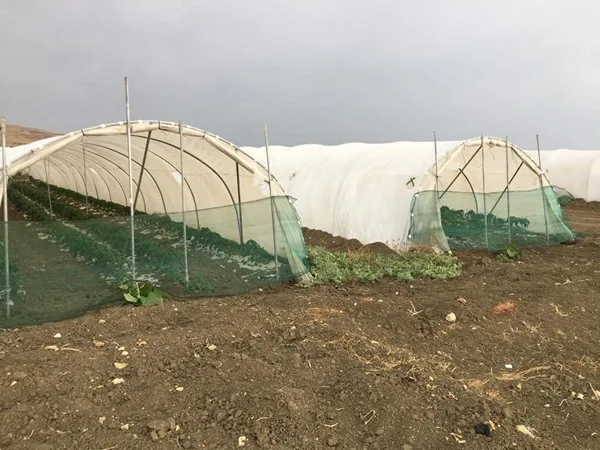 Los insectos útiles son los aliados de los agricultores para la horticultura sin residuos