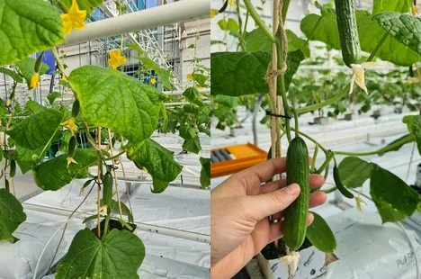 "Los precios de los pepinos subirán por el impuesto sobre las emisiones de carbono"