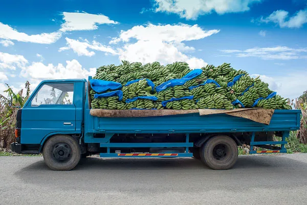 Aumenta la demanda estadounidense de bananos de Ecuador tras los huracanes en Centroamérica