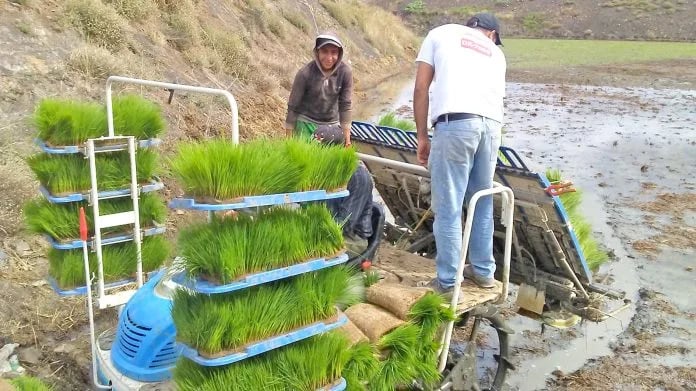Ecuador: En Loja asesoran proceso del cultivo de arroz