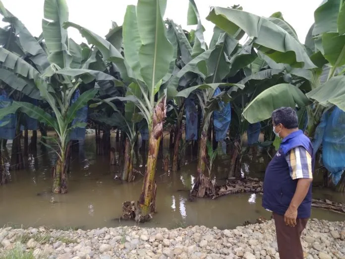 Ecuador: En Los Ríos 1.379 hectáreas de cultivos sufrieron daños por lluvias