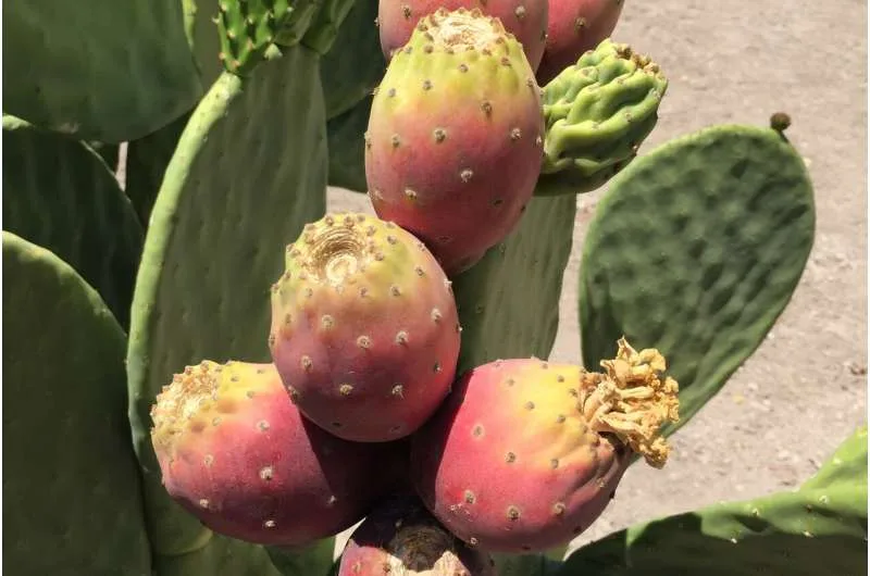 Un estudio muestra que el nopal es un cultivo tolerante a la sequía para obtener combustible y alimentos sostenibles