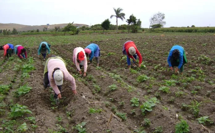 ECUADOR: Preocupación en el campo por reestructuración estatal
