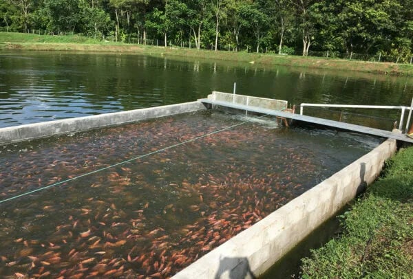 El cultivo de tilapias sigue asombrando al mundo
