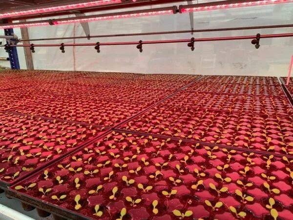 La agricultura vertical se aplica cada vez más a los cultivos tradicionales