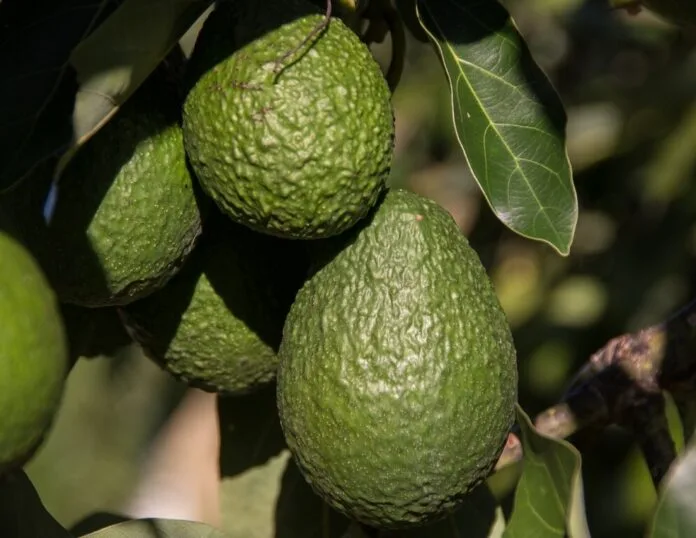 Uruguay abre su mercado al aguacate Hass colombiano