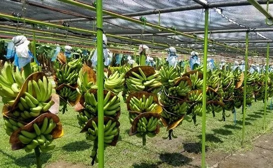 Estados Unidos: Los expedidores acuden a otros países proveedores en busca de bananas
