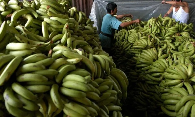 Las bananas de América Latina costaron 97 € en los mercados mayoristas de la UE en la semana 6