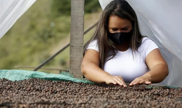 Cafeteros de Colombia mantienen previsión de producir 6 millones de sacos hasta junio