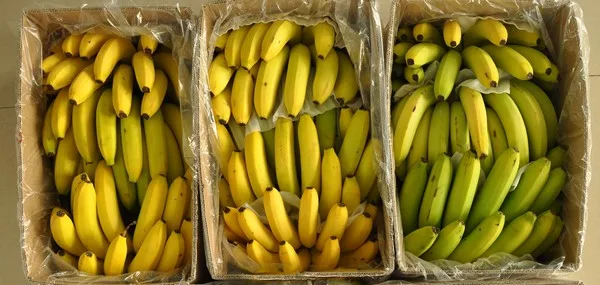 Los precios de las bananas de importación siguen bajando en China