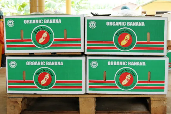 Fuerte mercado para las bananas ecológicas dominicanas